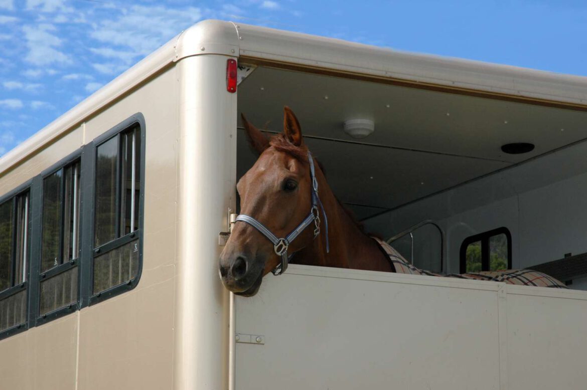 Jouw paard vervoeren met een Careliner?